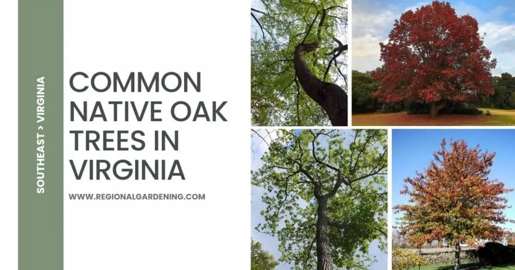 14 Native Oak Trees In Virginia (Pictures & Identification) - Regional ...