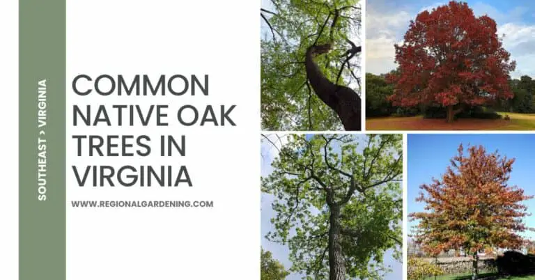14 Native Oak Trees In Virginia (Pictures & Identification)