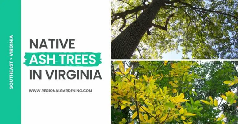2 Native Ash Trees In Virginia (Pictures & Identification)