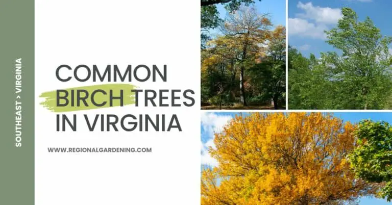 3 Common Birch Trees In Virginia (Pictures & Identification)