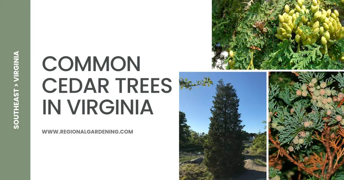 3 Common Cedar Trees In Virginia (Pictures & Identification)