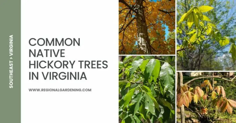 4 Common Native Hickory Trees In Virginia (Pictures & Identification)