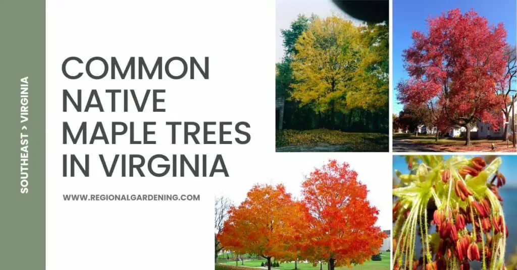 5 Common Native Maple Trees In Virginia (Pictures & Identification ...