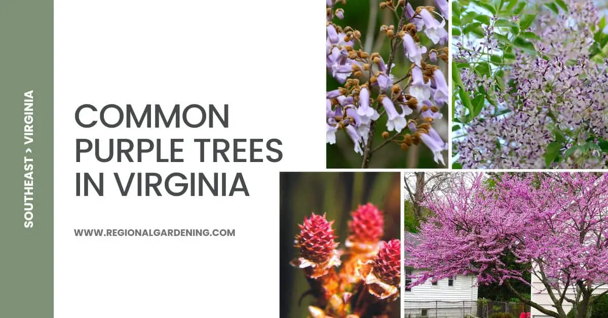 6 Common Purple Trees In Virginia (Pictures & Identification)