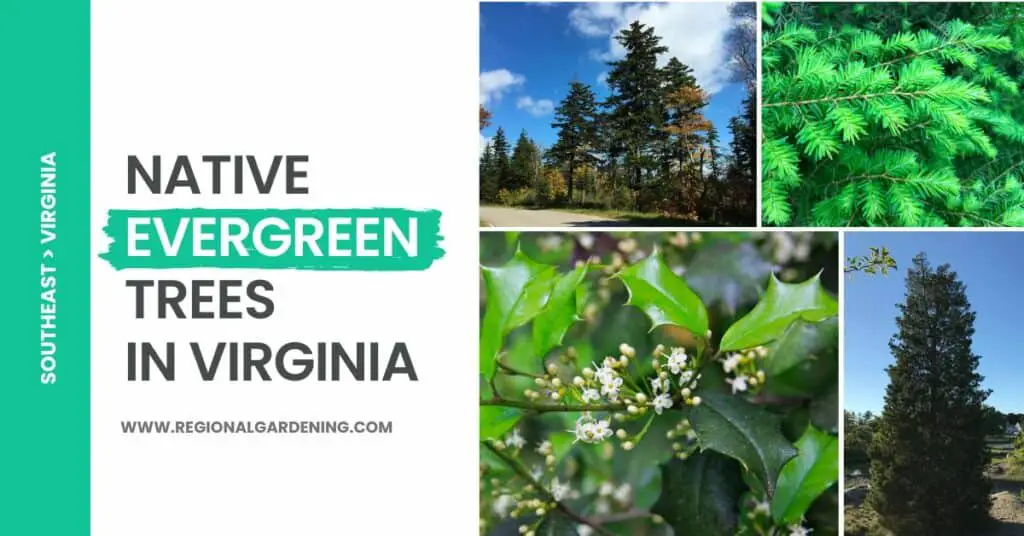 7 Native Evergreen Trees In Virginia (Pictures & Identification