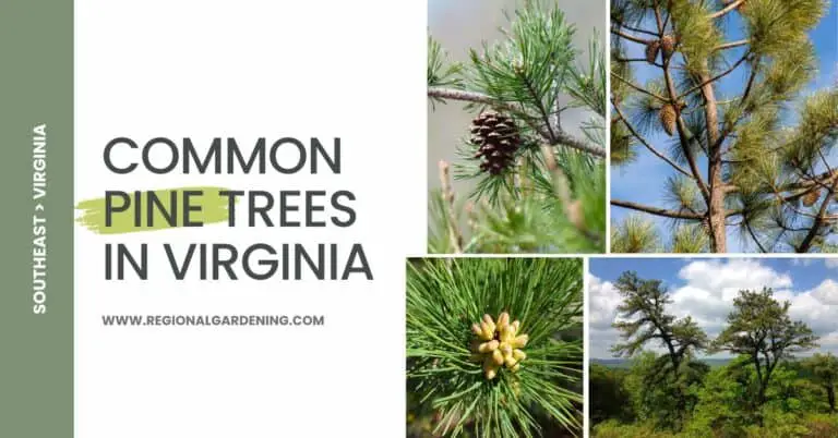 8 Native Pine Trees In Virginia (Pictures & Identification)