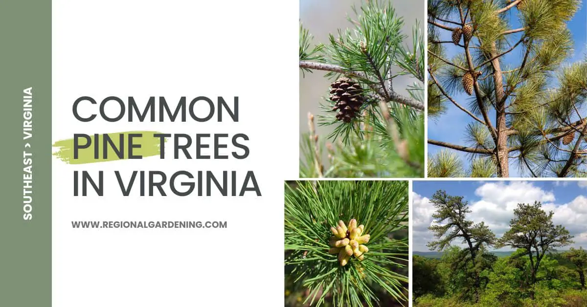 8 Common Native Pine Trees In Virginia (Pictures & Identification)