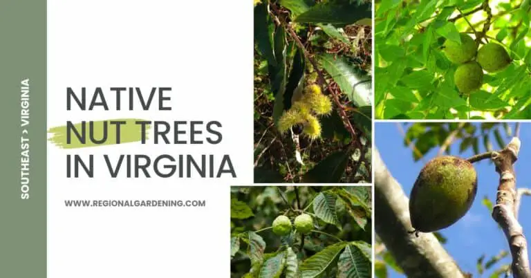 9 Common Nut Trees In Virginia (Pictures & Identification)
