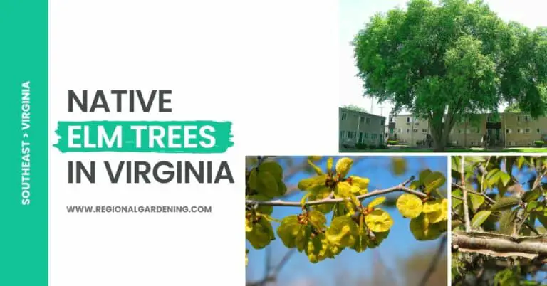 3 Native Elm Trees In Virginia (Pictures & Identification)