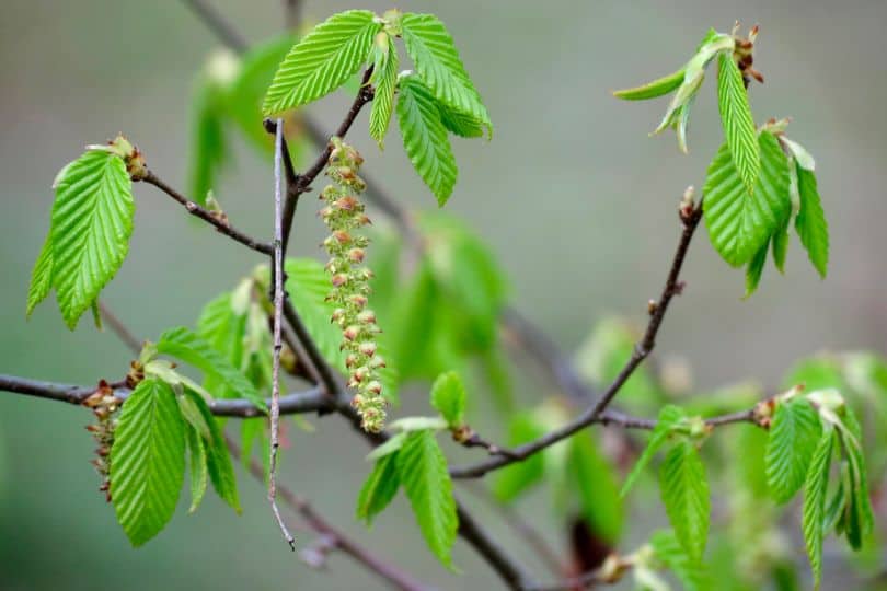 American Hornbeam