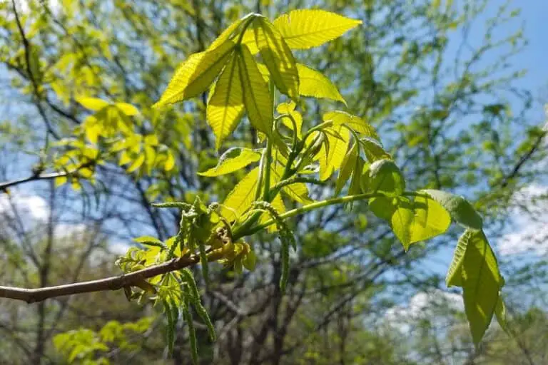 7 Types Of Native Hickory Trees In Georgia (With Photos)