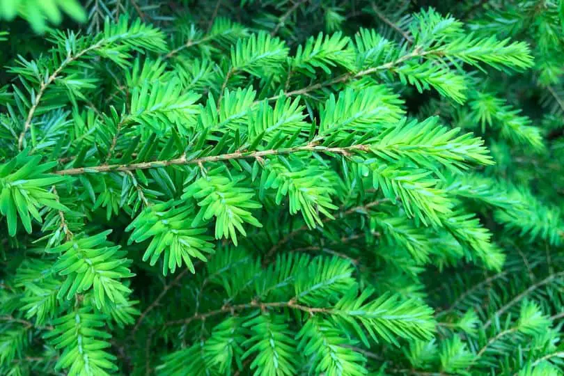 Eastern Hemlock Tree