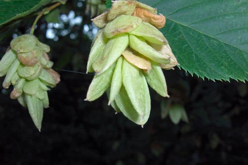 Eastern Hophornbeam