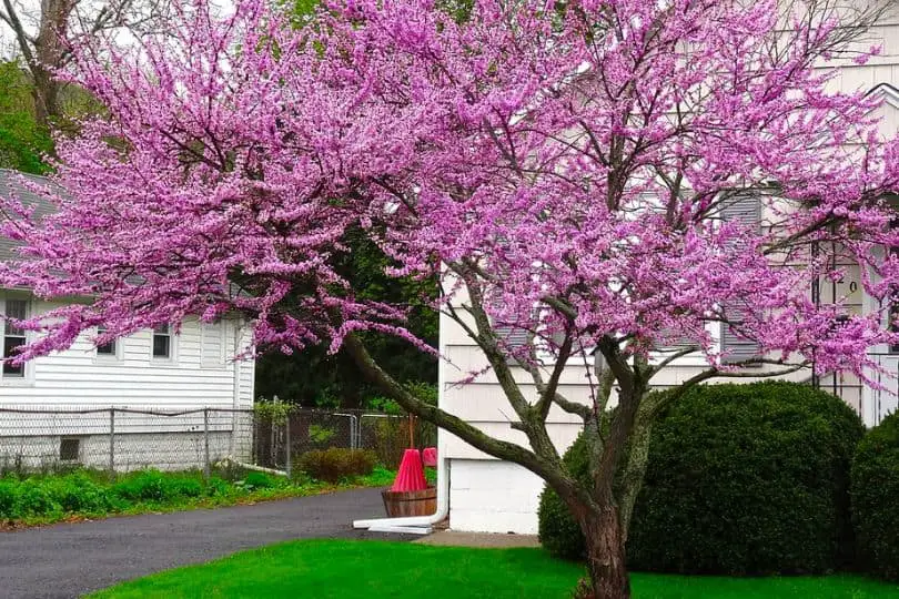 Eastern Redbud