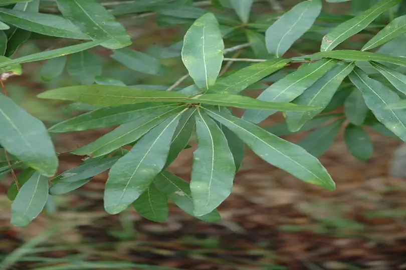 Laurel Oak Leaves