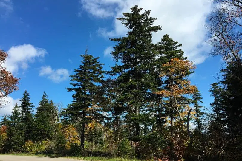 Red Spruce Tree