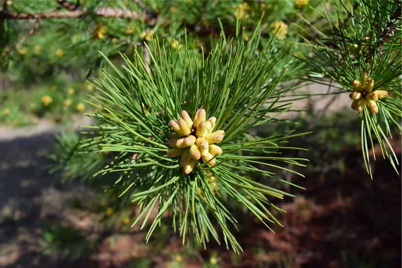 Shortleaf Pine Tree