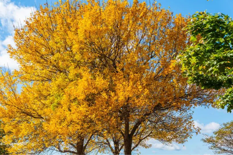 Yellow Birch Tree