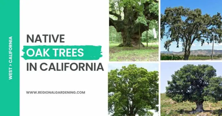 16 Types of Native Oak Trees in California