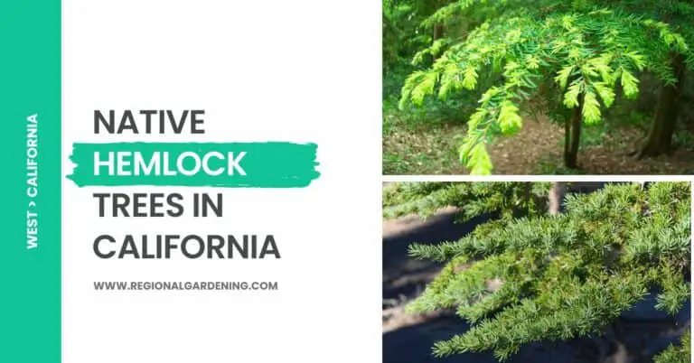 2 Native Hemlock Trees In California (Pictures & Identification)
