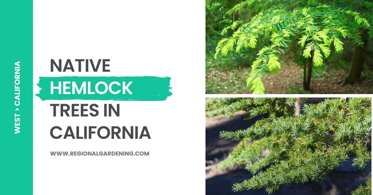 2 Types of Native Hemlock Trees in California