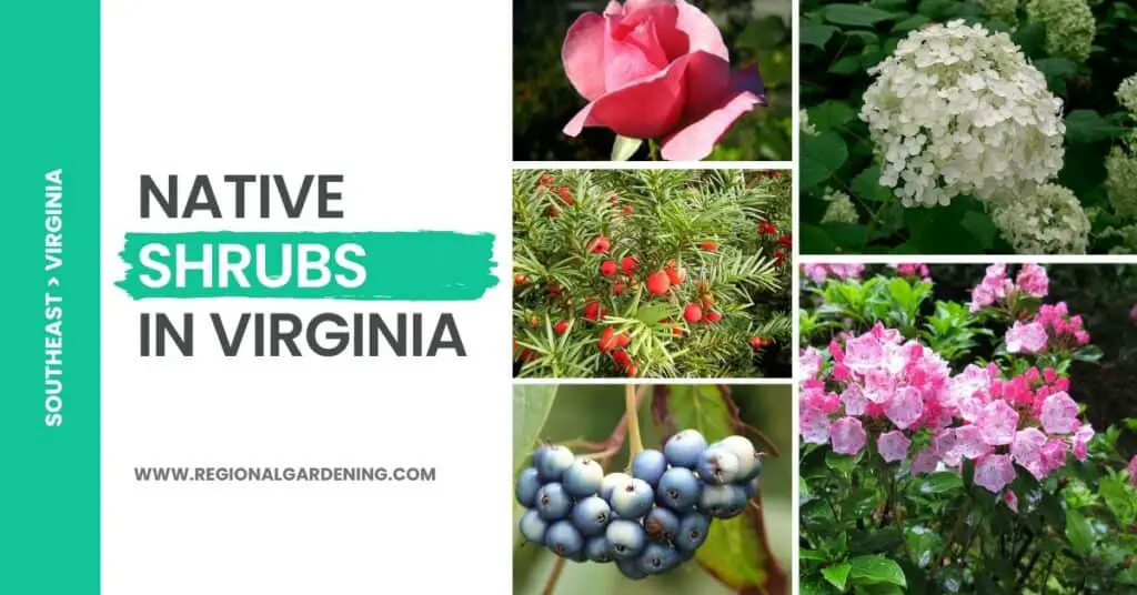 21 Native Shrubs In Virginia (Photos & Care Tips) - Regional Gardening