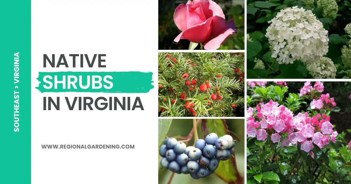 21 Native Shrubs In Virginia (Pictures & Care Tips)