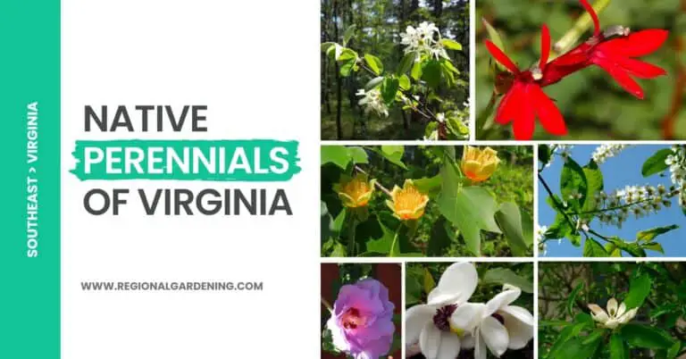 22 Native Virginia Perennials (Pictures & Care Tips)