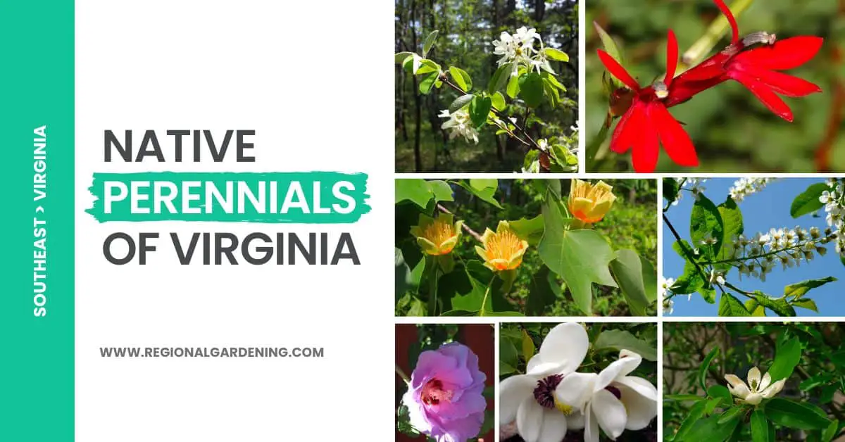 22 Native Virginia Perennials (Pictures & Care Tips)