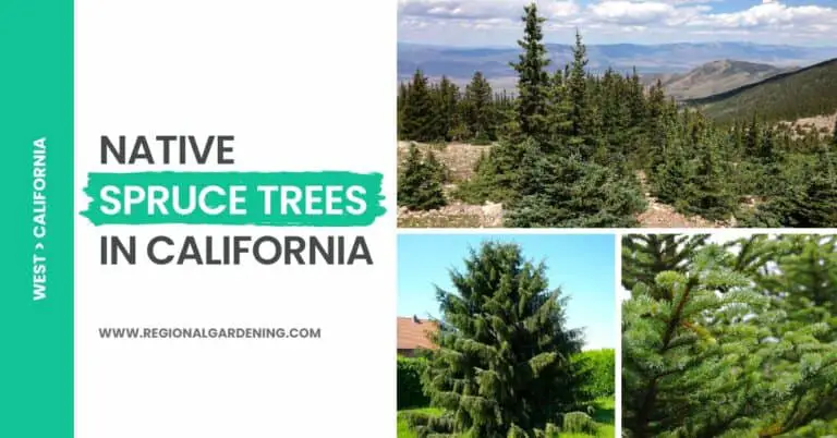 3 Types Of Native Spruce Trees In California (Pictures & Identification)