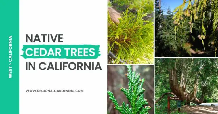 4 Types Of Cedar Trees In California (Pictures & Identification)