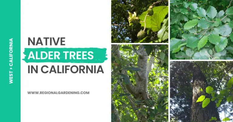 Alder Trees In California: 4 Native Types To Know
