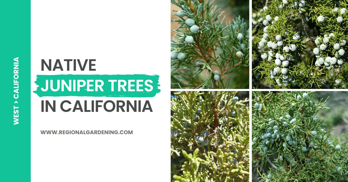 5 Types of Native Juniper Trees in California