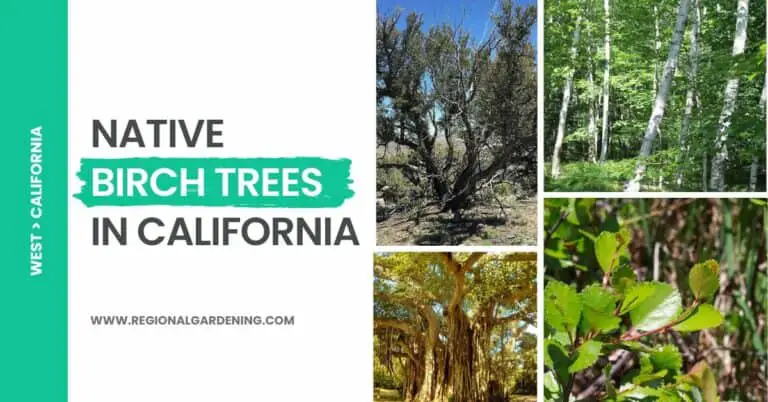 6 Types Of Birch Trees In California (Birch-Like Trees Included)