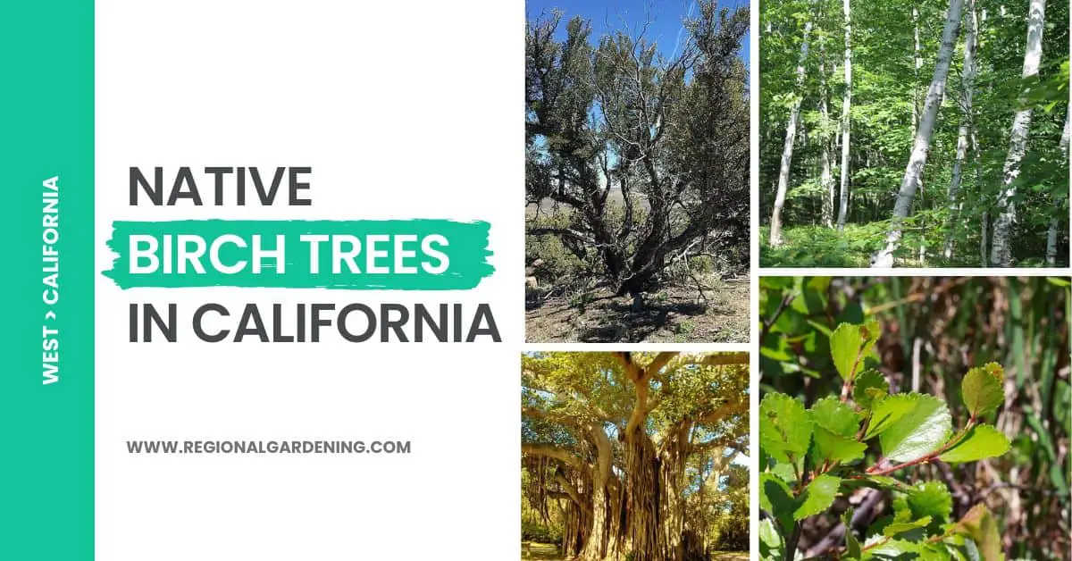 6 Types of Native Birch Trees in California