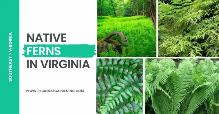 7 Native Ferns In Virginia (Pictures & Care Tips)
