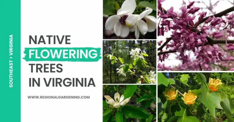 8 Native Flowering Trees In Virginia (Pictures & Identification)