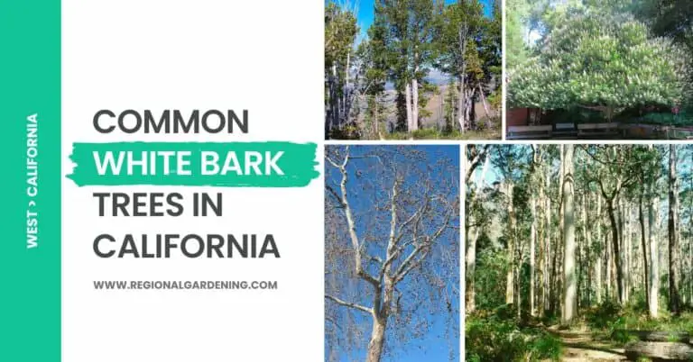 Common White Bark Trees In California: 7 Types To Know
