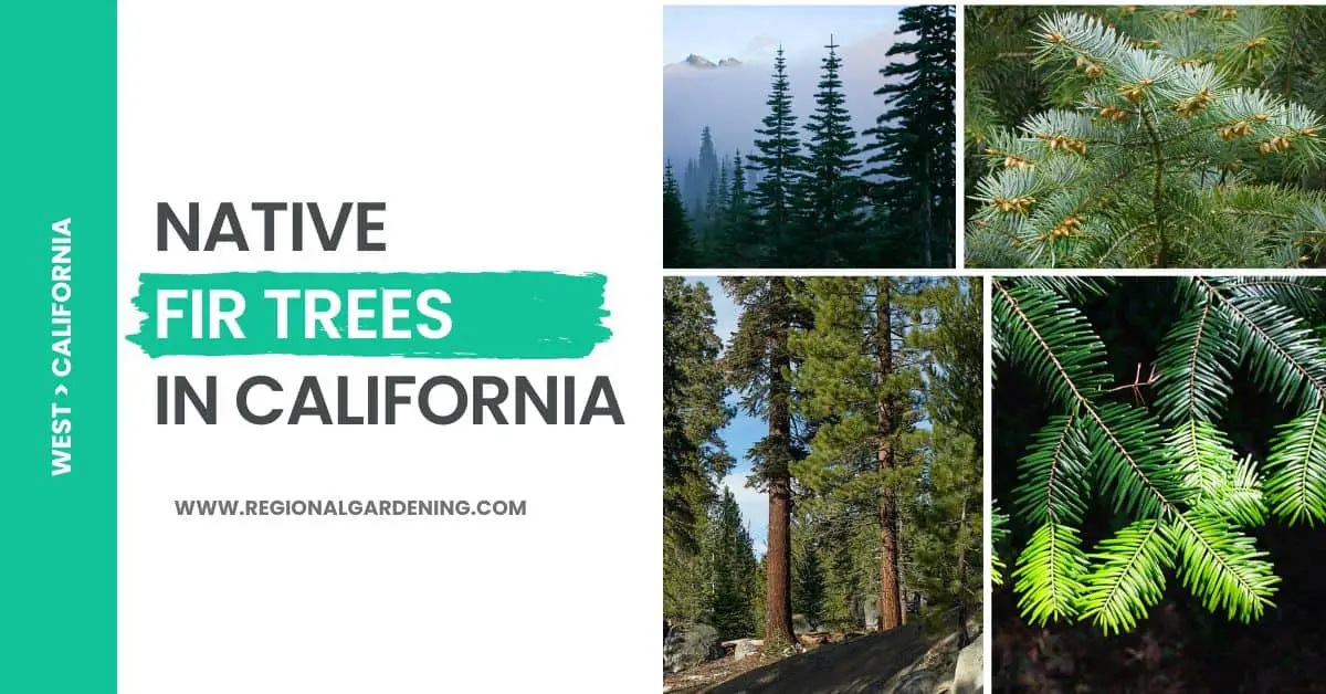 7 Types of Native Fir Trees in California