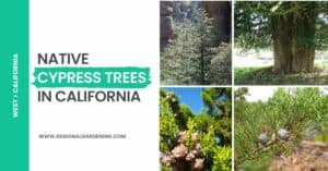 8 Types Of Native Cypress Trees In California (Pictures ...