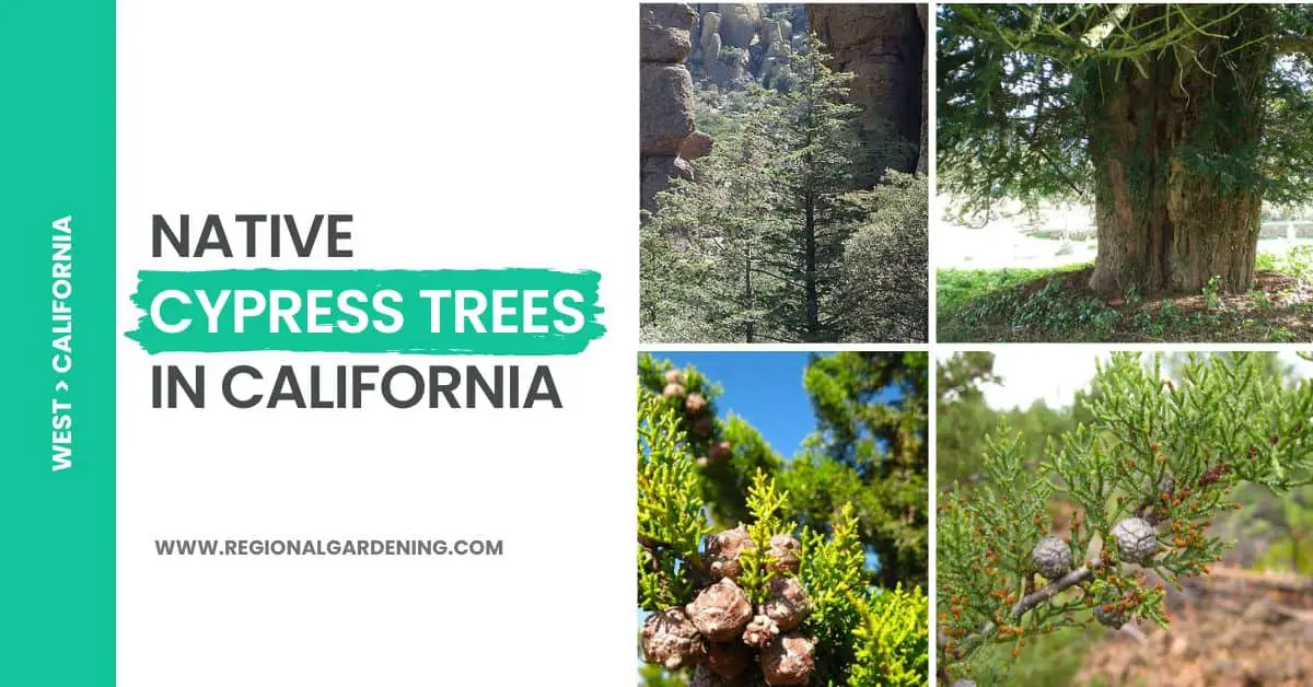 8 Types Of Native Cypress Trees In California