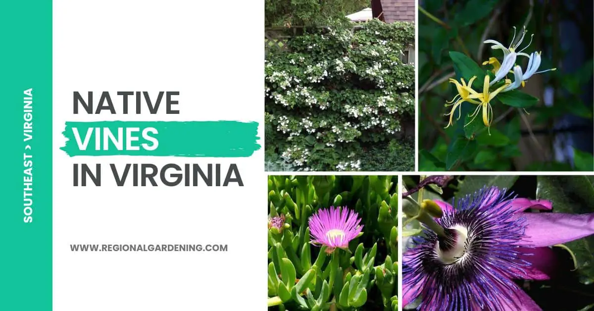 9 Native Vines In Virginia (Pictures & Care Tips)