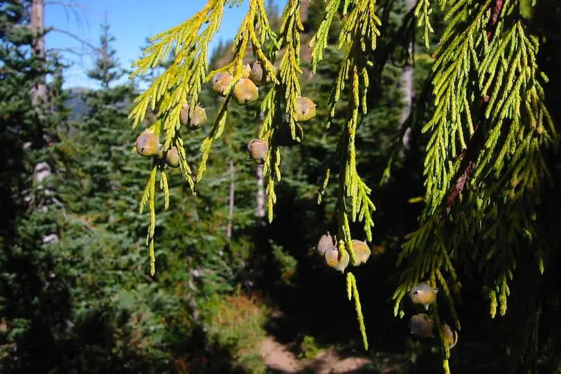 Alaska Yellow-Cedar