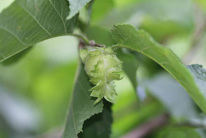 American Hazelnut Tree