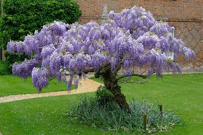 American Wisteria Plant