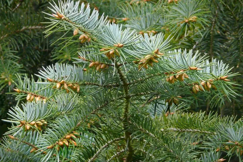 Bristlecone Fir Tree