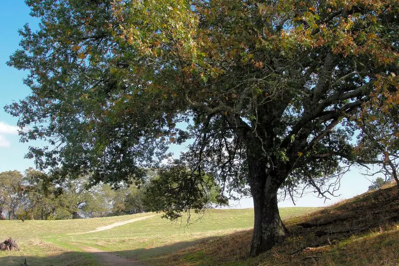 Black California Oak Tree