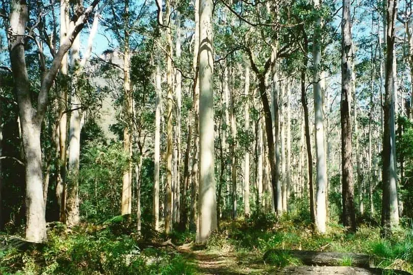 Blue Gum Tree