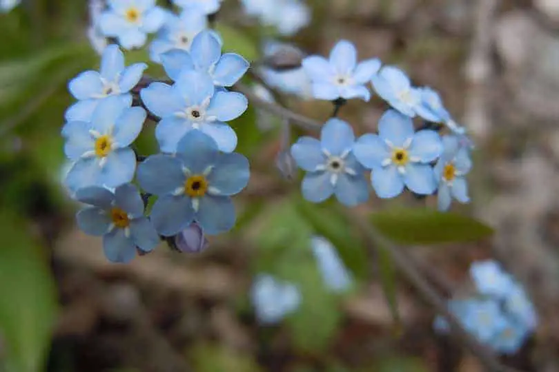 Blue Lobelia Flower