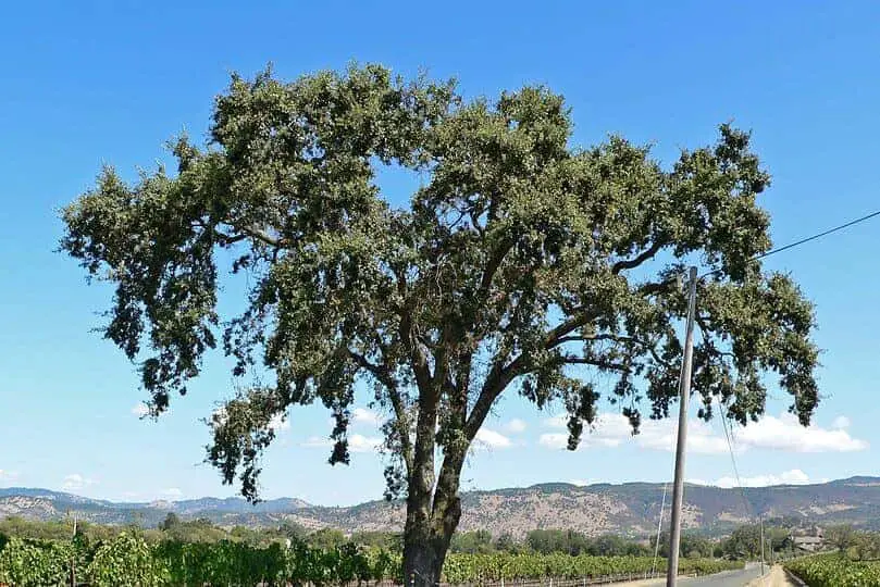 Blue Oak Tree